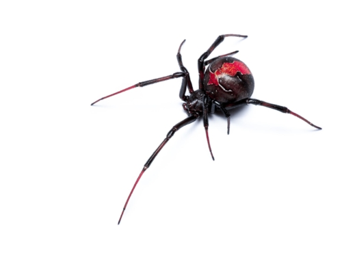 How to recognise false widow spiders