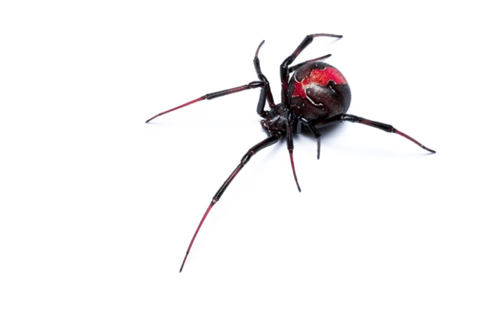 False Widow Spiders