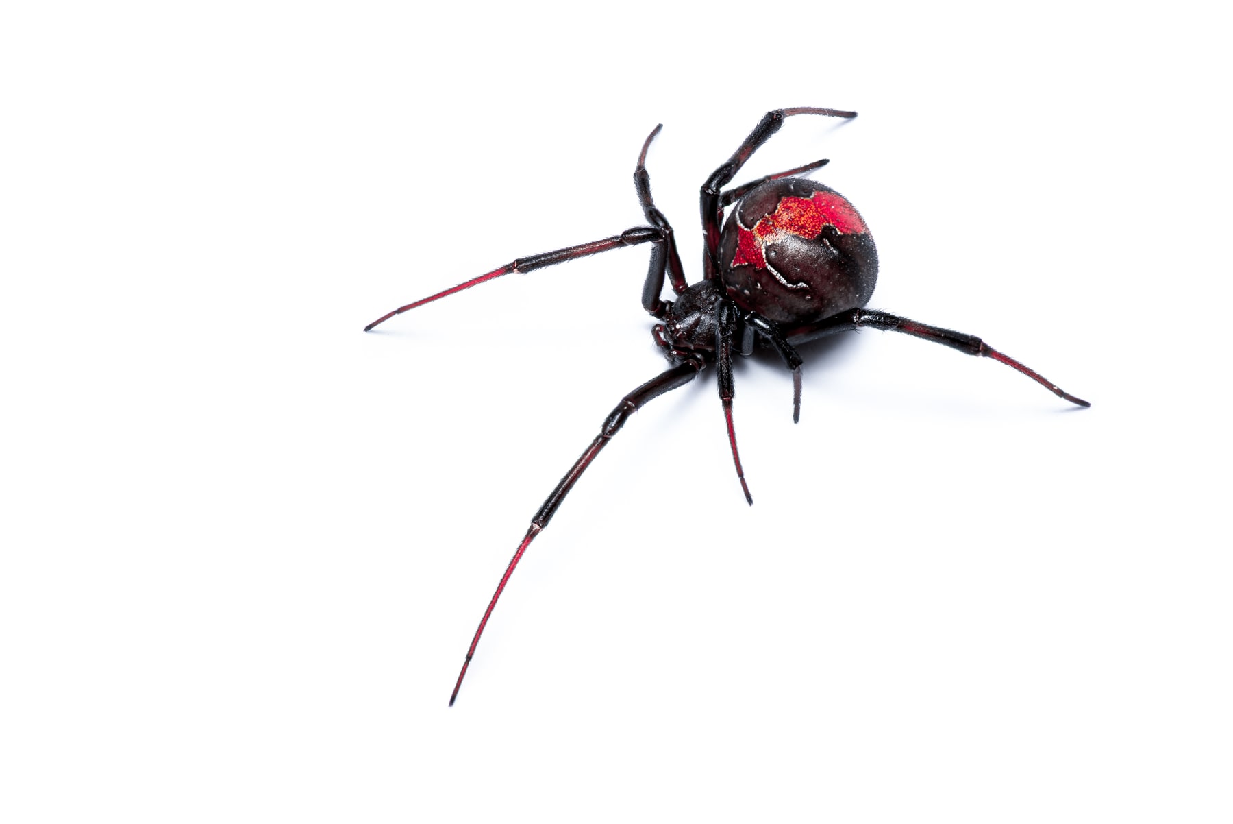 False Widow Spiders