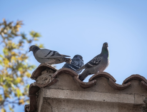 How to get rid of pigeons