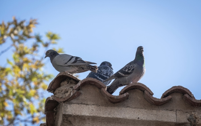 How To Get Rid Of Pigeons