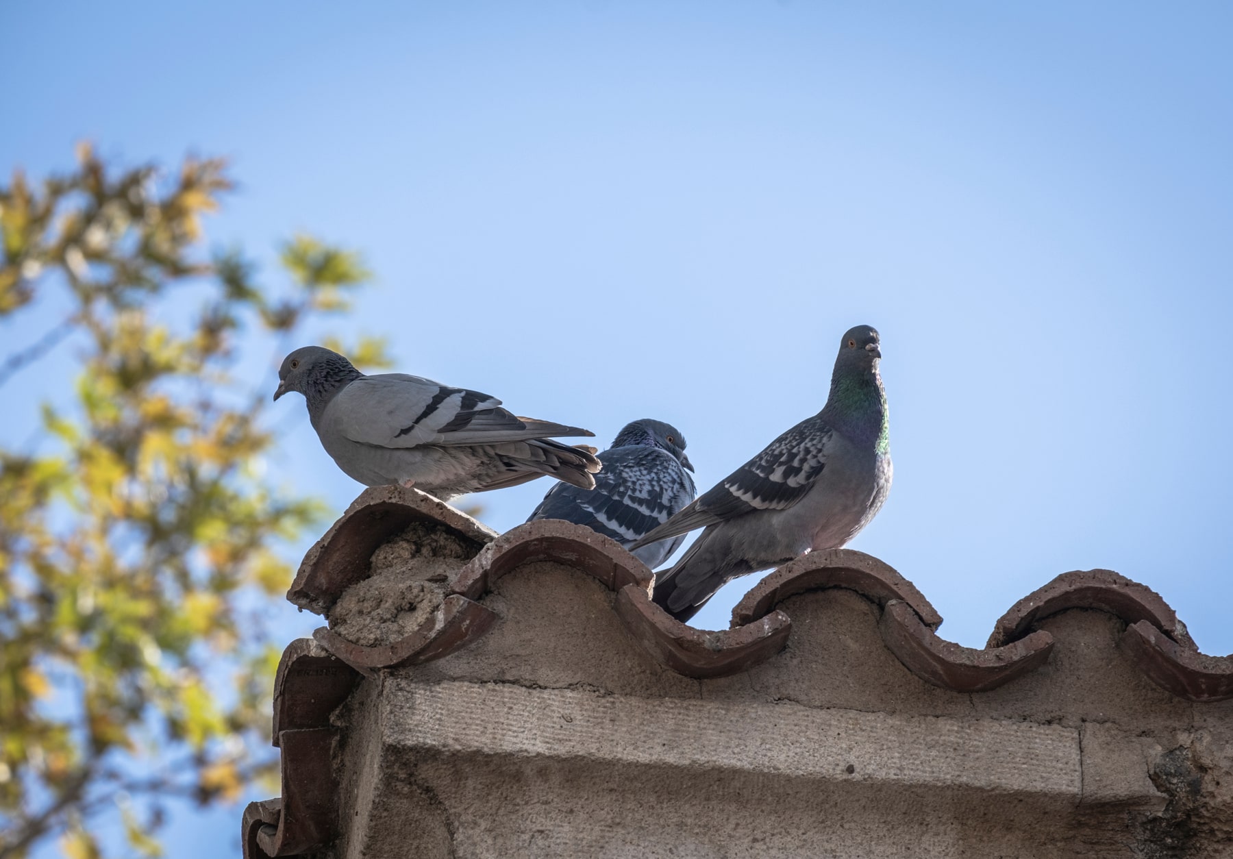 How To Get Rid Of Pigeons