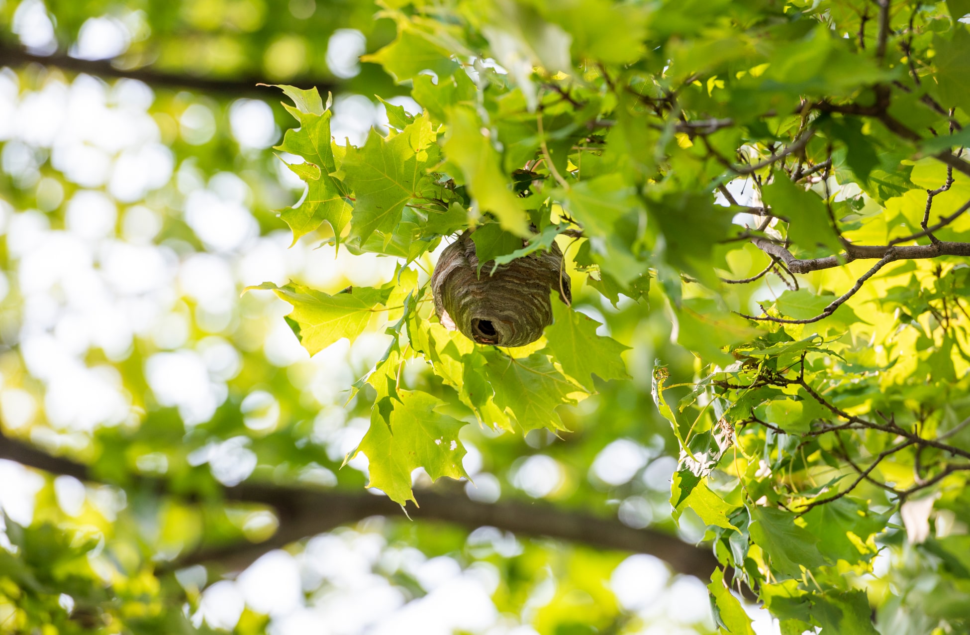 Our Best Wasp Control Tips