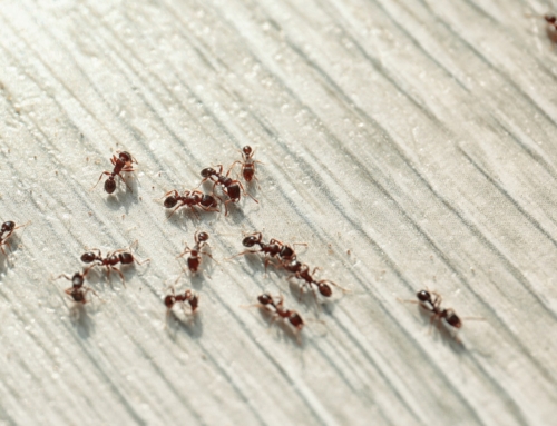 Stop ant problems fast