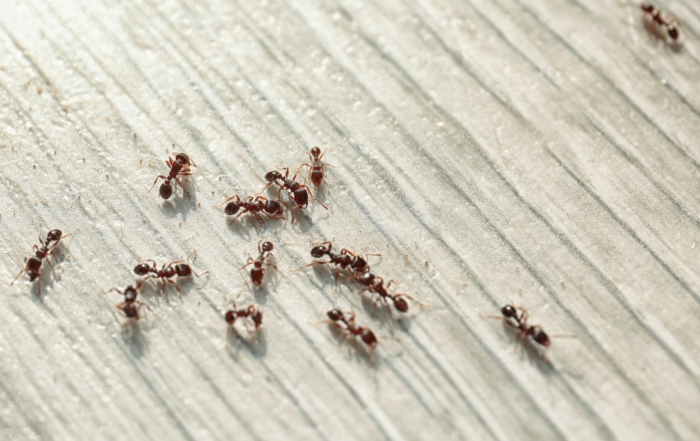 Stop Ant Problems Fast