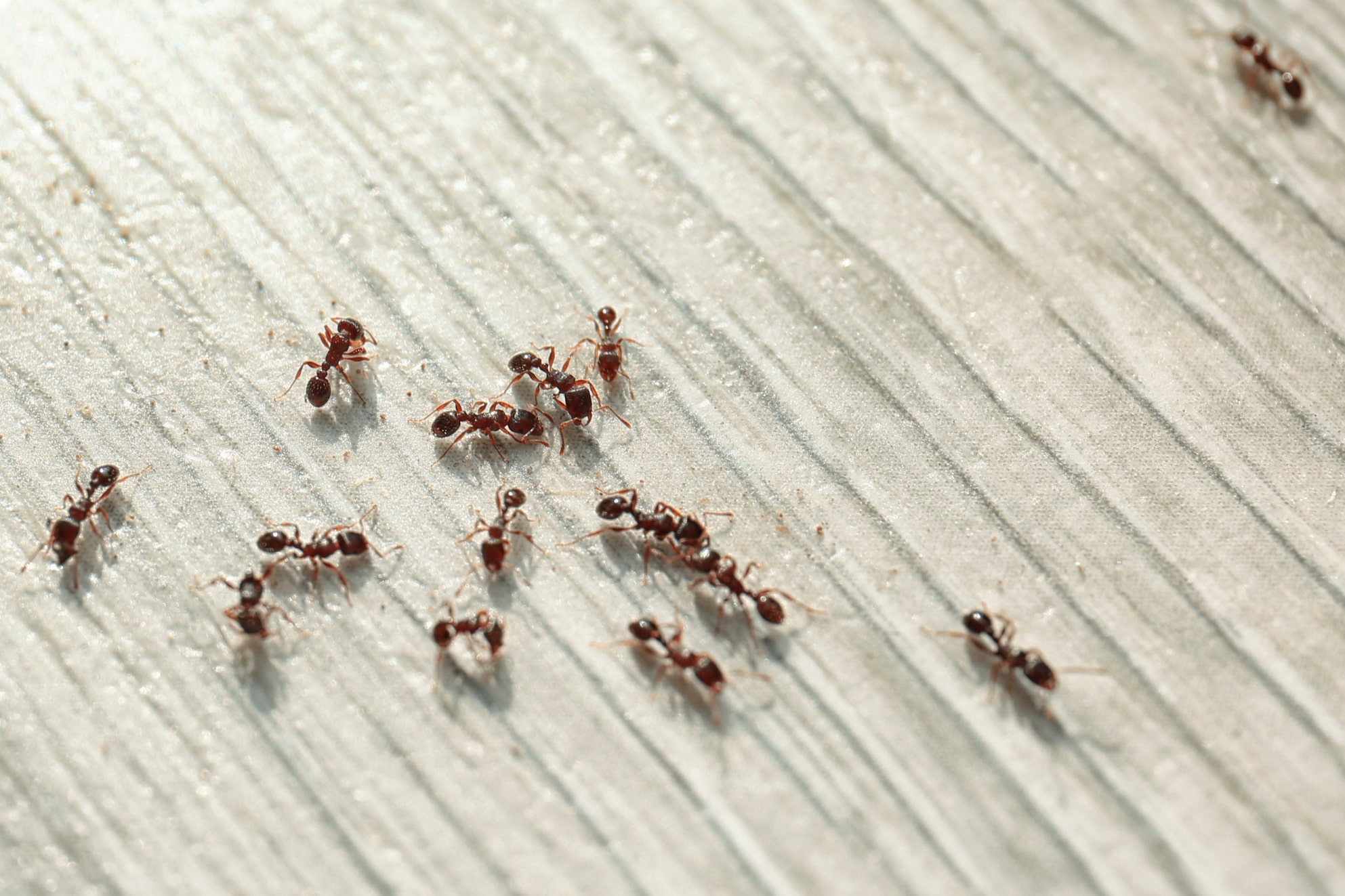 Stop Ant Problems Fast