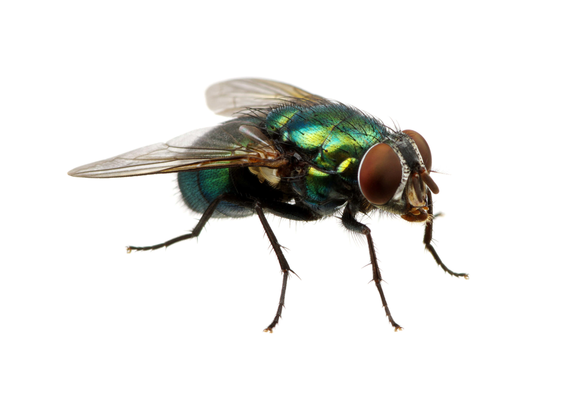 Flies And Moth Preventation